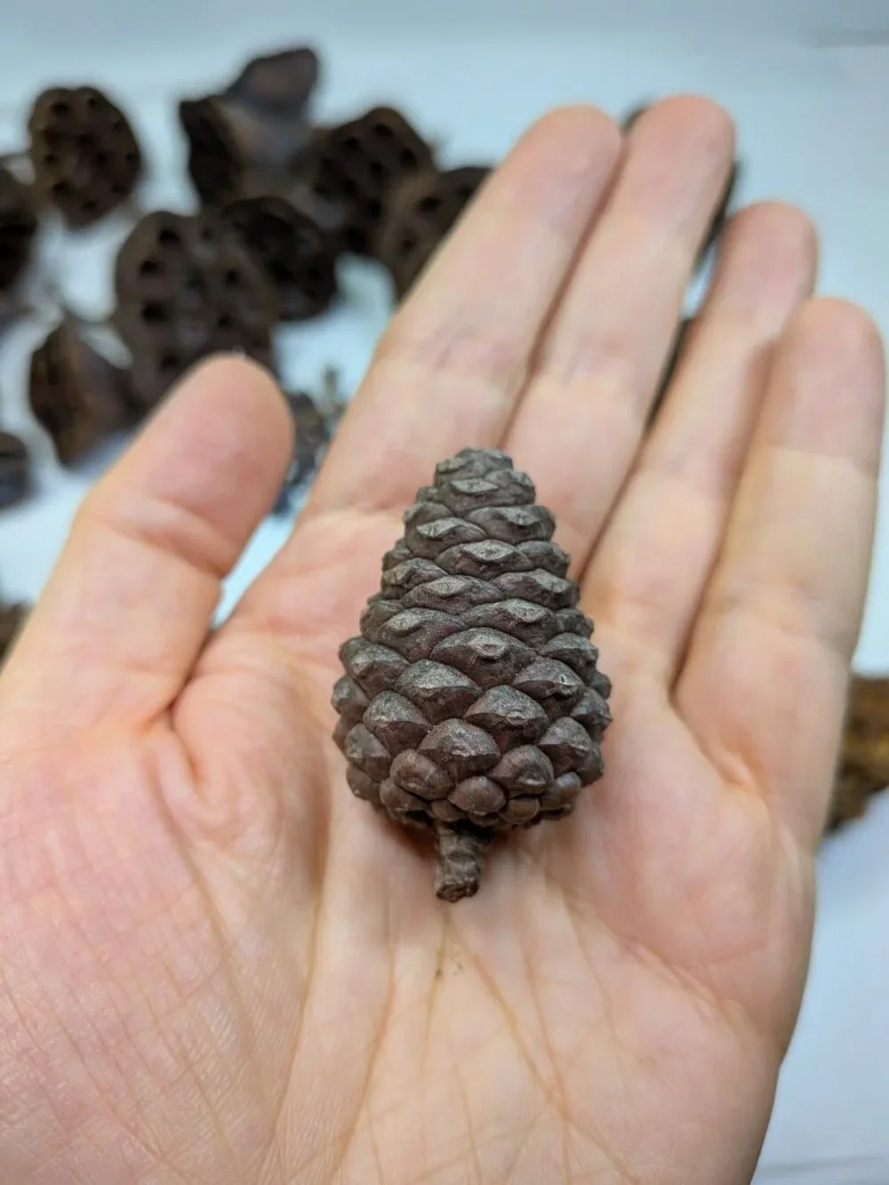 Dried Lotus Pods Pine Cones 35 pc Lot Craft Floral Arrangement Decor Botanical